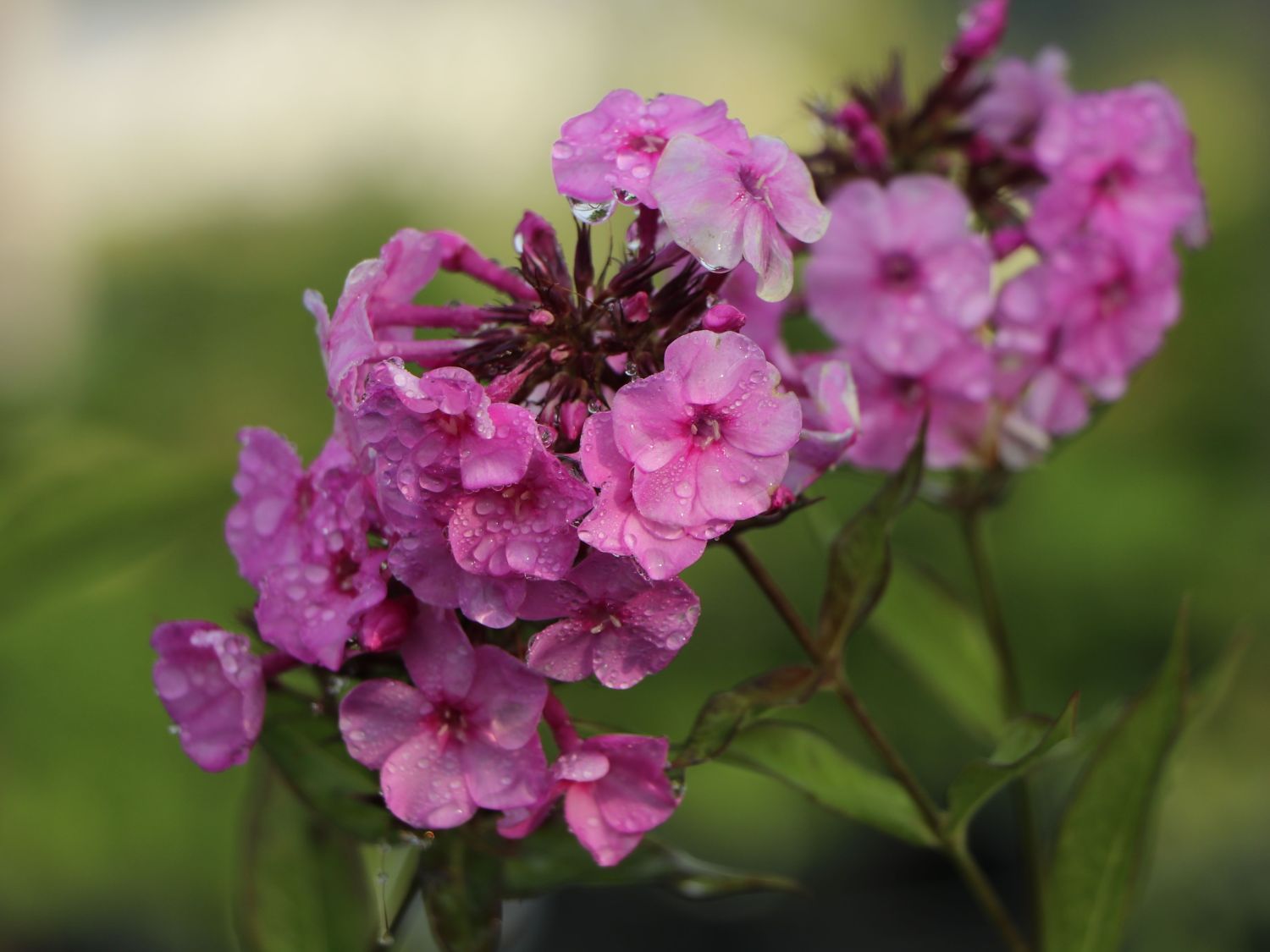 pink lady baum kaufen en