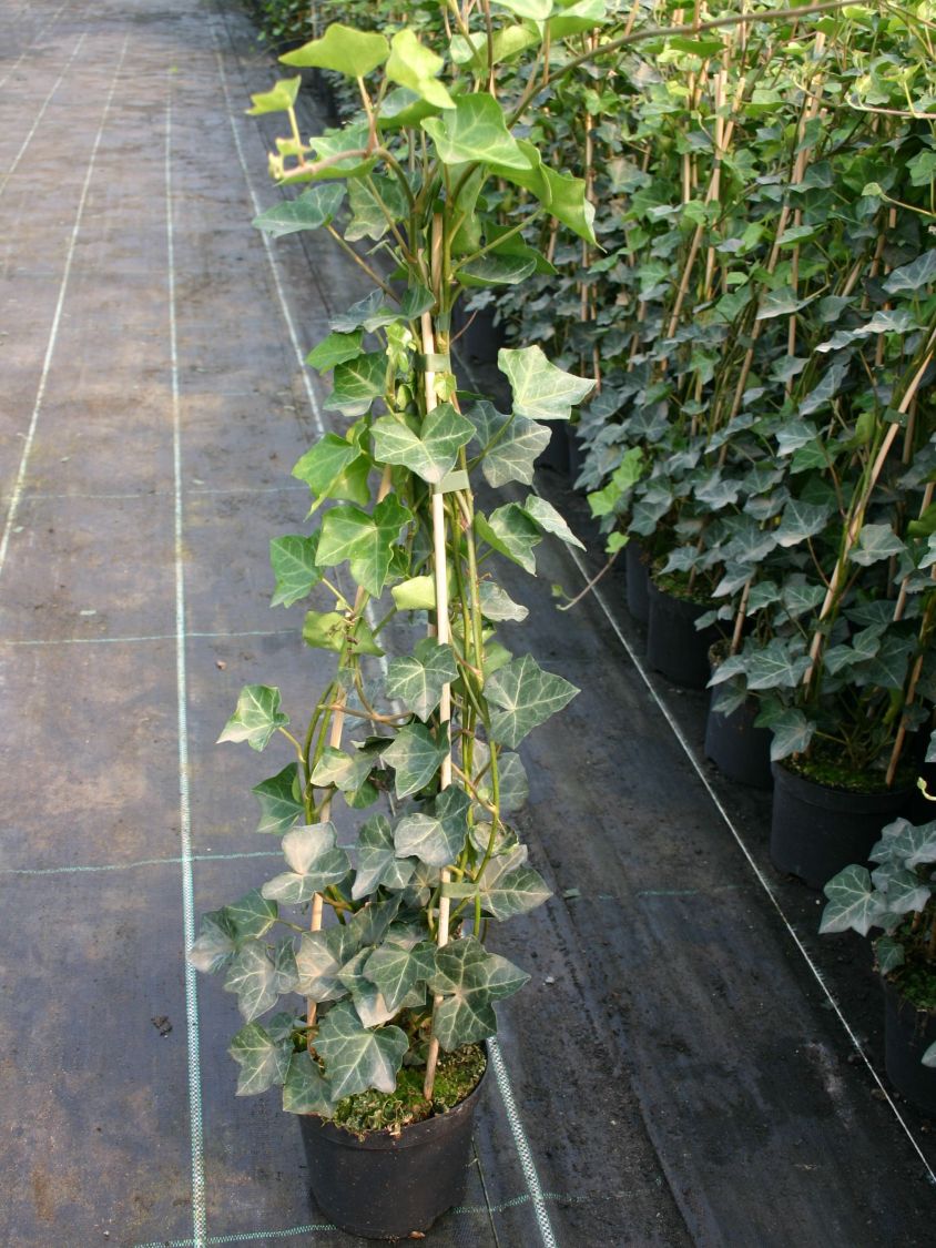 10 Stück Kletterpflanze Efeu Heder hibernica winterhart 100-125cm großblättrig