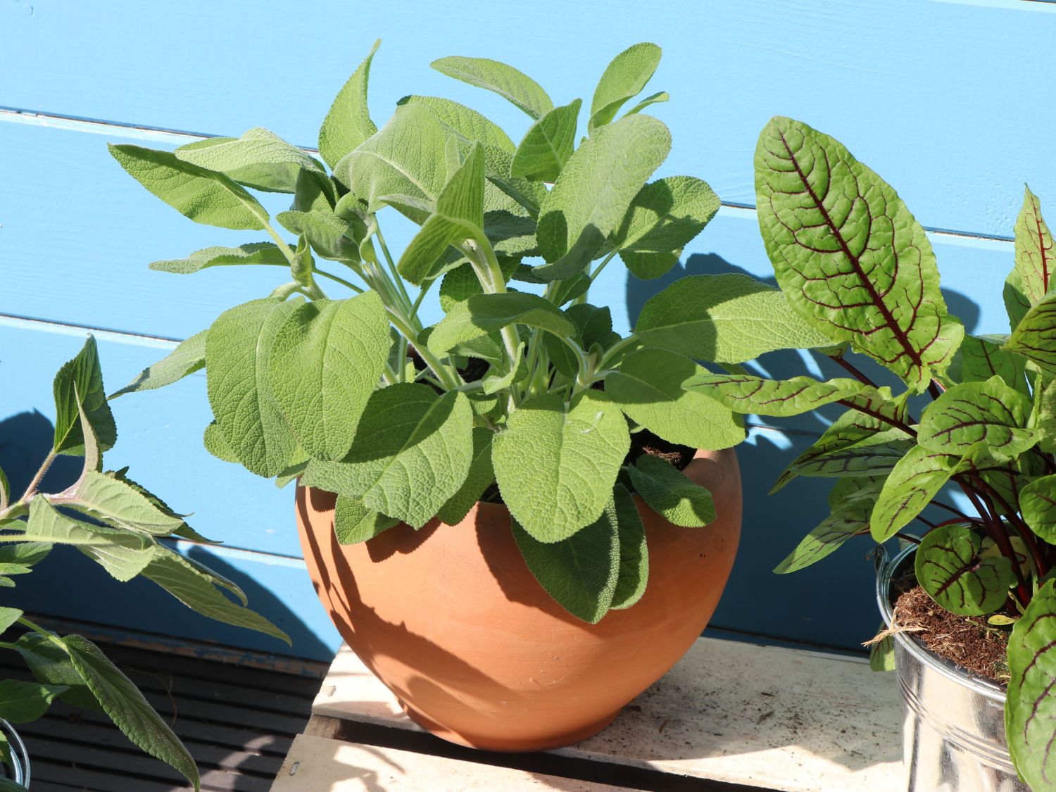 string of pearls variegata kaufen Buy Variegated Senecio String Of Pearls Online: Rare Hanging Succulent 4 inch / White Modern Pot by Succulents Box main image 0
