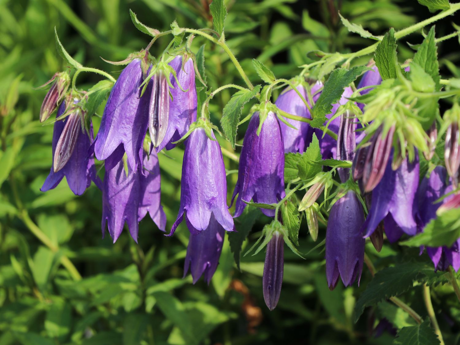 Gro bl tige Glockenblume Sarastro Beste Sorten Stauden Wissen Gro bl tige Glockenblume Sarastro Beste Sorten Stauden Wissen