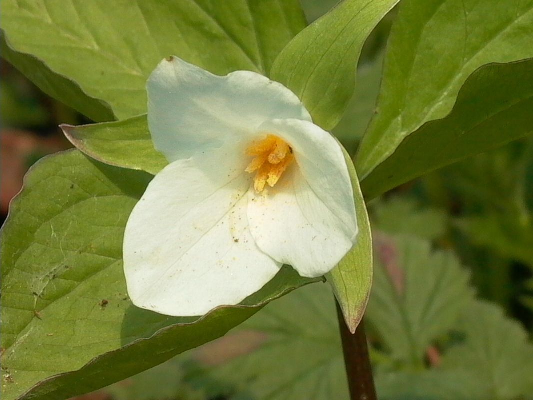 Waldlilien (Trillium) Infos & Pflanzen dieser Gattung
