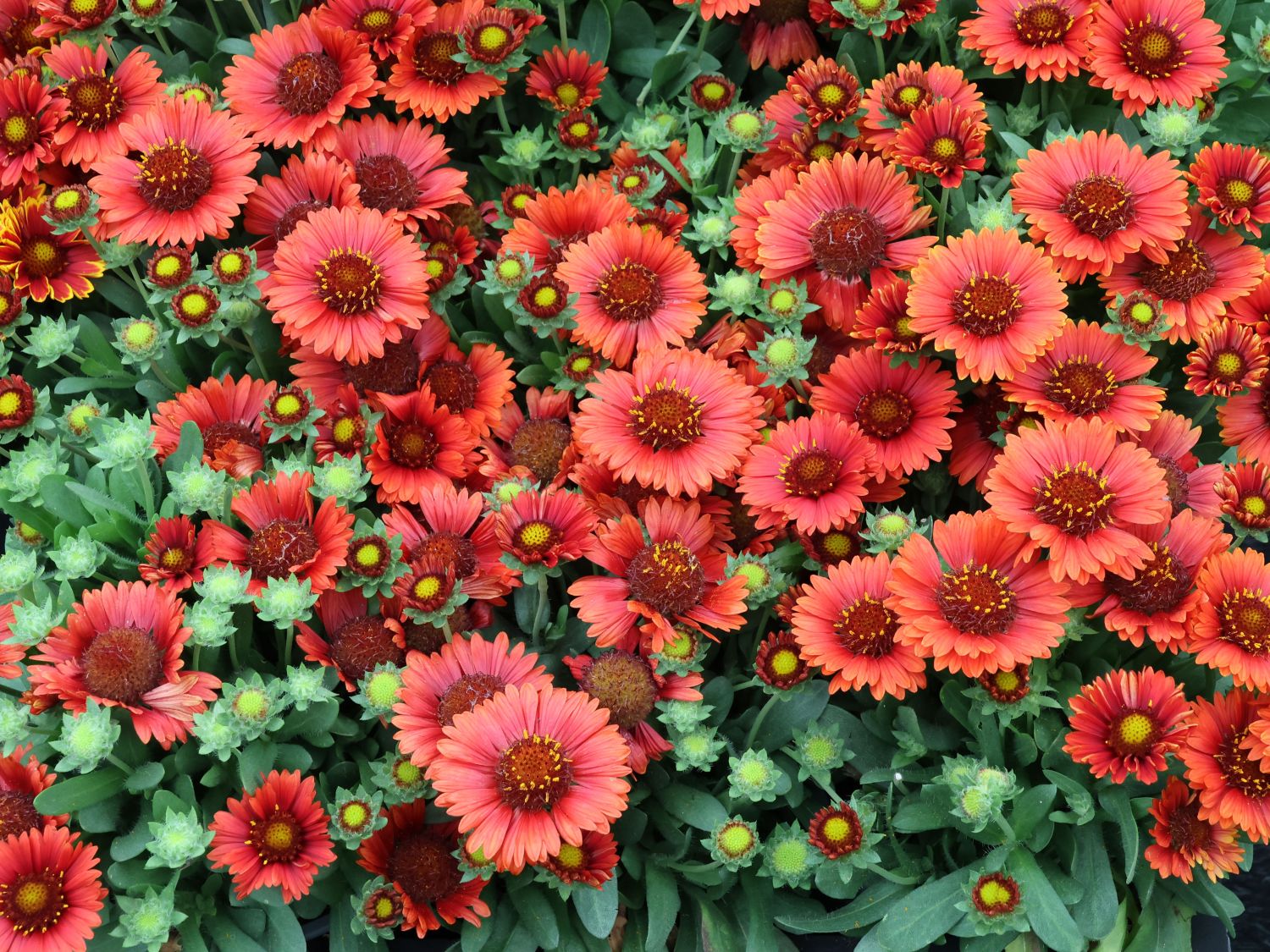 Groblumige Kokardenblume SPINTOP  'Red' - bestes Stauden-Wissen