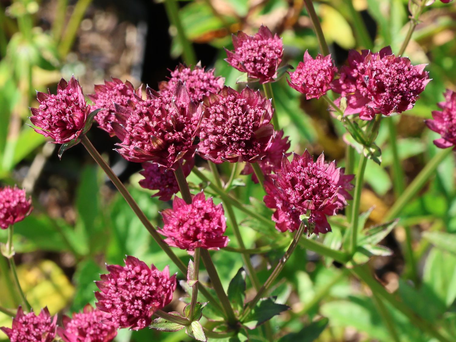 Große Sterndolde 'Capri' - Astrantia major 'Capri'