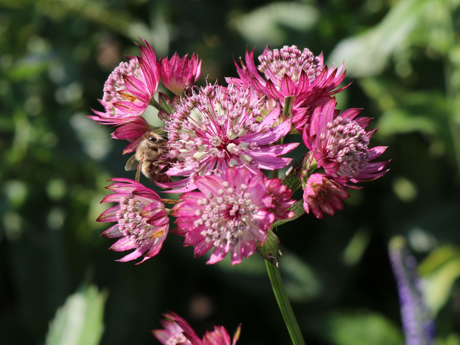 gro-e-sterndolde-lars-astrantia-major-lars-baumschule-horstmann