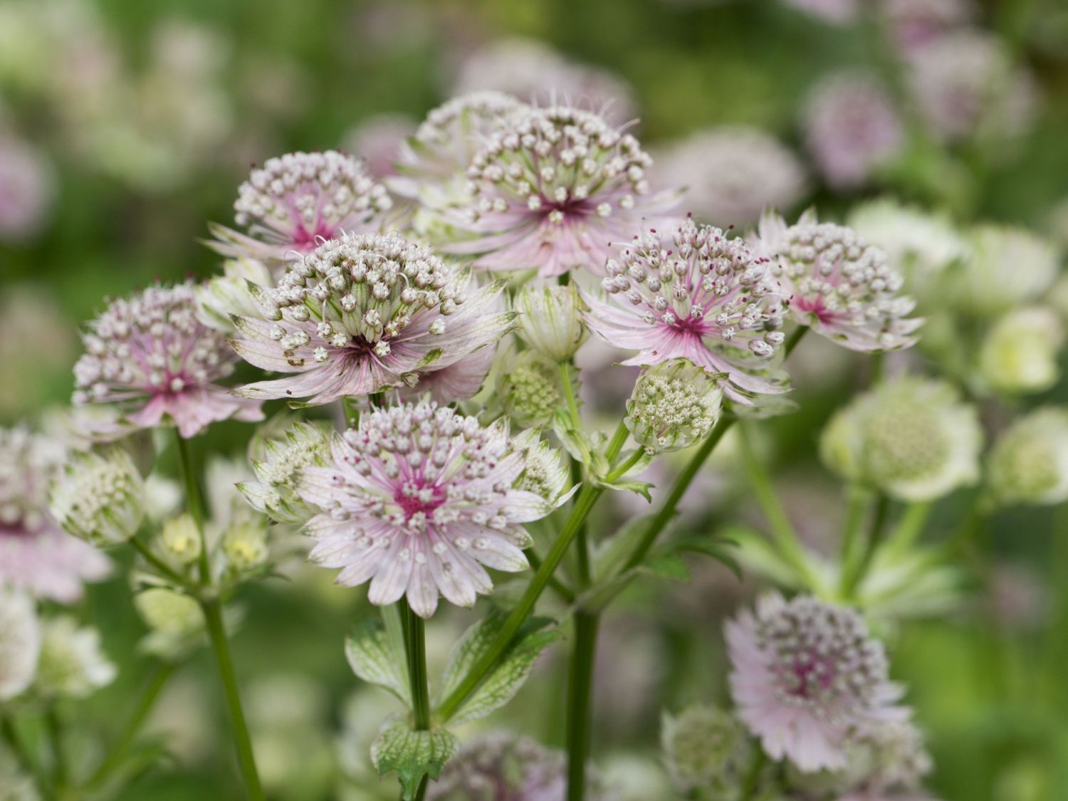 gro-e-sterndolde-astrantia-major-baumschule-horstmann