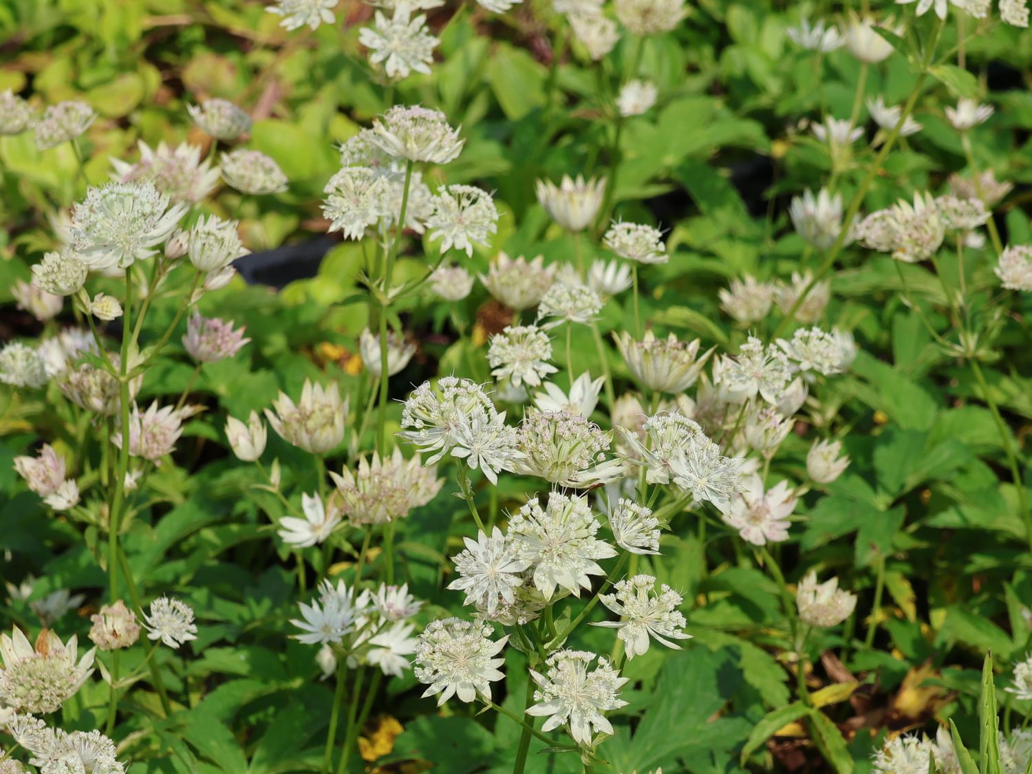 Gro e Sterndolde Sparkling Stars White F r Deinen Garten Gro e Sterndolde Sparkling Stars White F r Deinen Garten