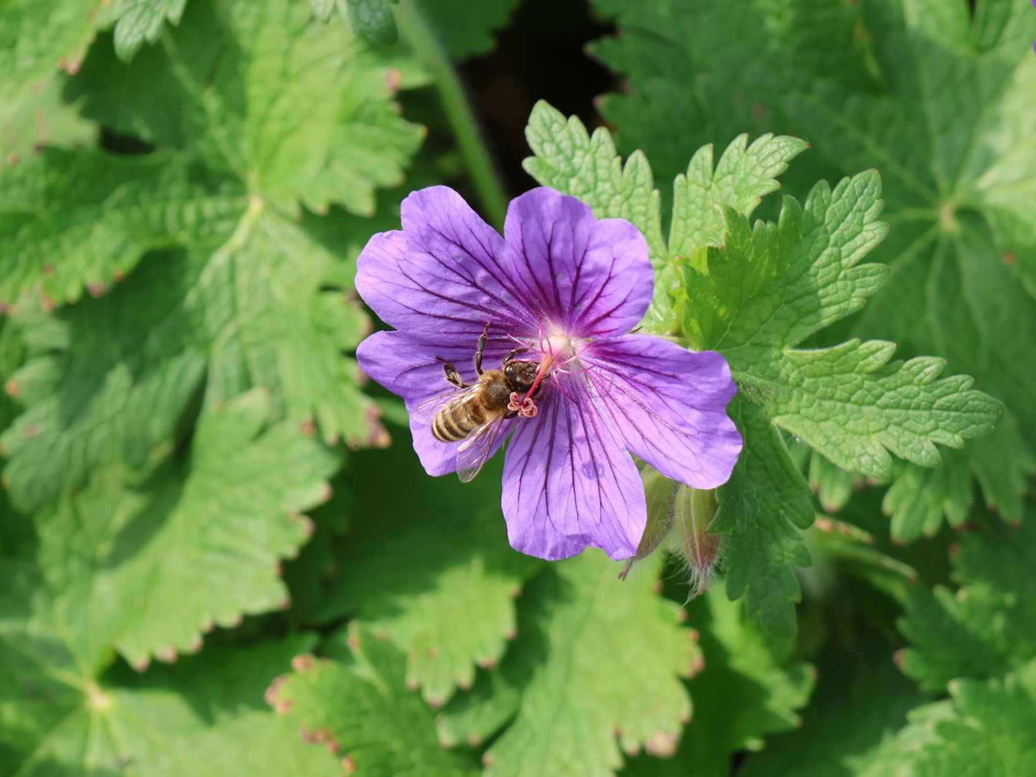 Großer Storchschnabel (Geranium x magnificum) für Deinen Garten!