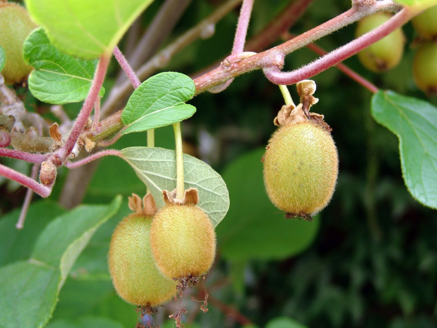 Baumschule Kiwi - - Horstmann deliciosa Actinidia Großfrüchtige