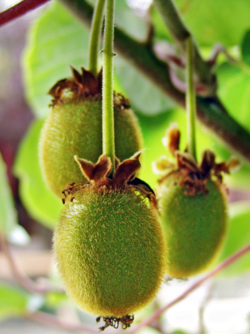 Großfrüchtige Kiwi - Actinidia deliciosa - Baumschule Horstmann | Obstbäume & Gemüsepflanzen
