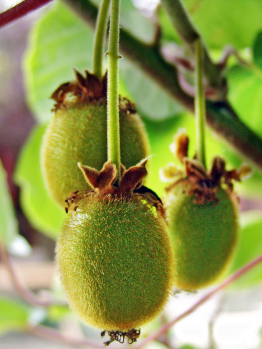 Großfrüchtige Kiwi - Actinidia deliciosa - Baumschule Horstmann