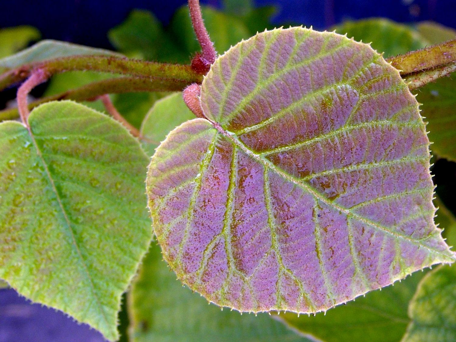 Großfrüchtige Kiwi - Actinidia deliciosa - Baumschule Horstmann