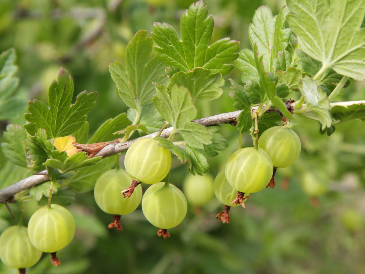 Grüne Stachelbeere &amp;#39;Reflamba&amp;#39; - Ribes uva-crispa &amp;#39;Reflamba ...