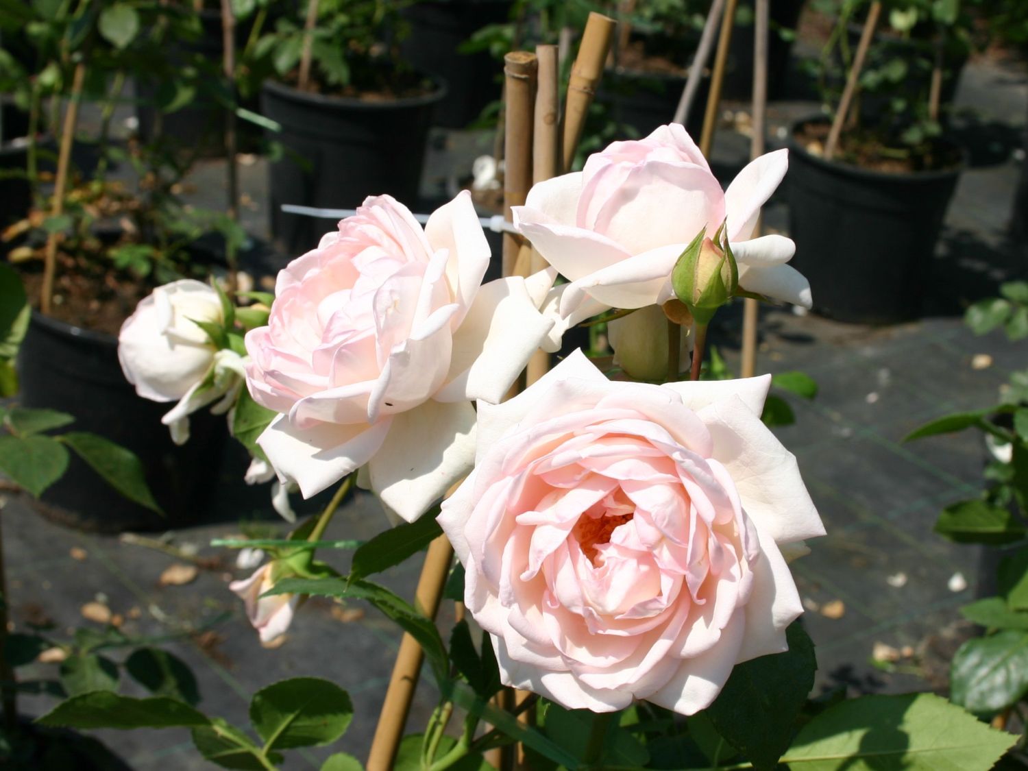 Sorgfältig Heimat beschwichtigen guillot roses Baby Diener bleibe