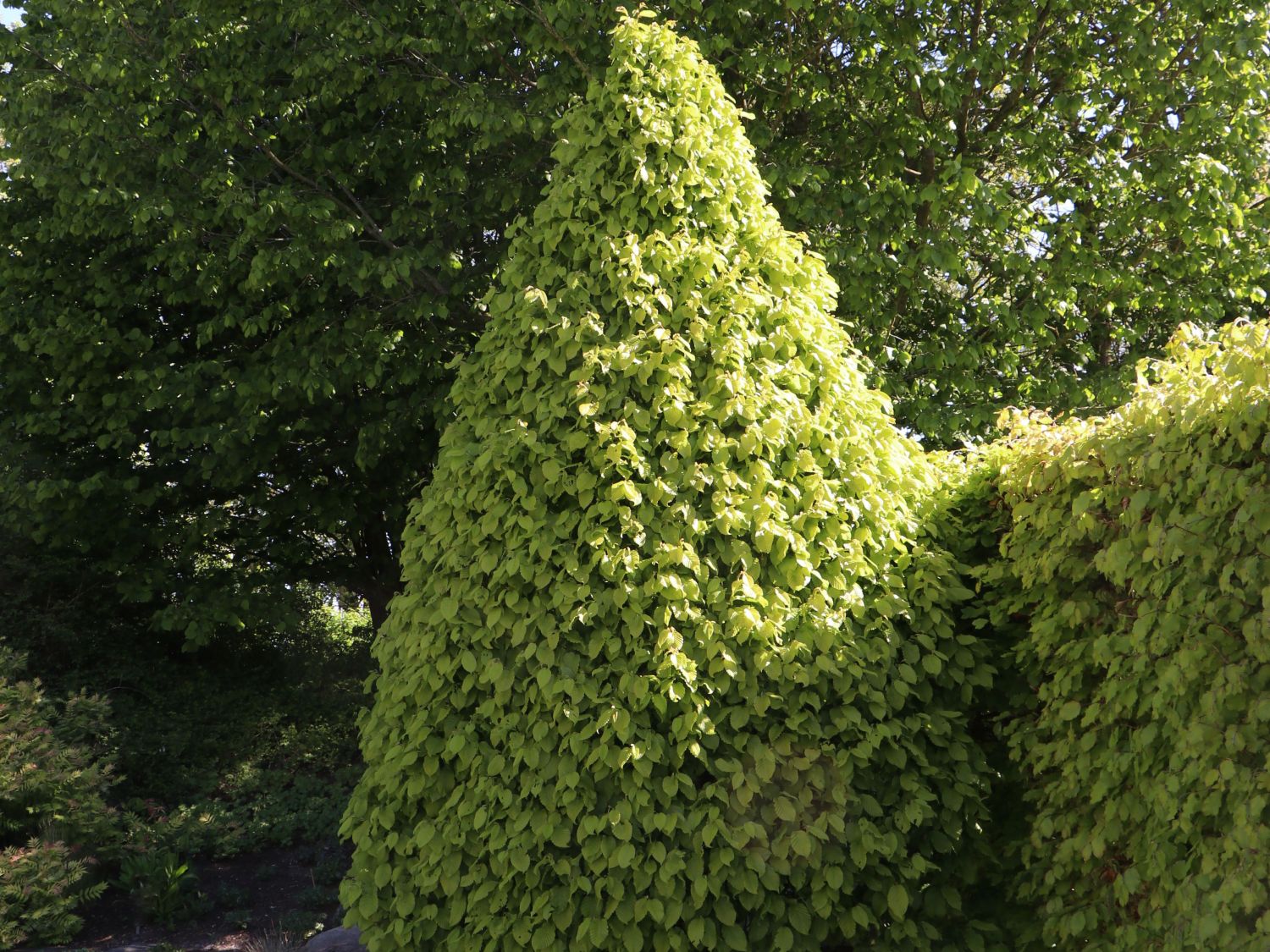 Hainbuche 'Monumentalis' - Carpinus betulus 'Monumentalis'