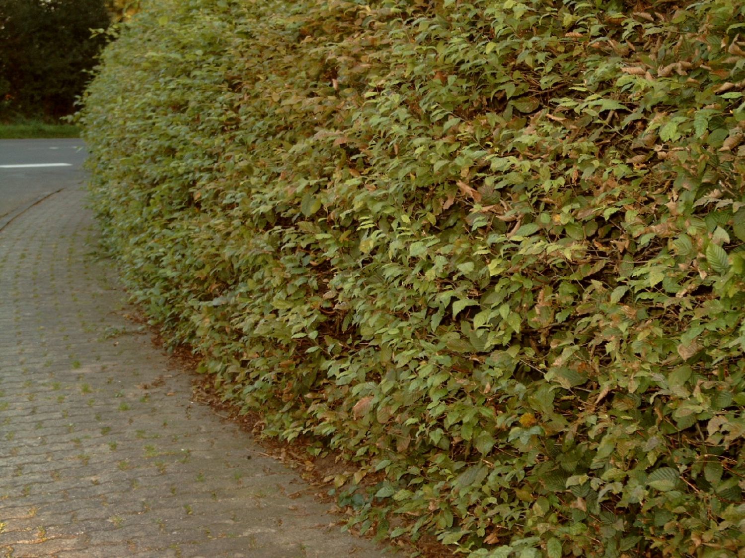 Hainbuche / Weißbuche Carpinus betulus Baumschule Horstmann