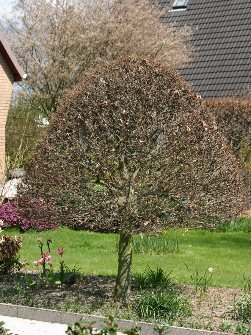 Hainbuche / Weißbuche Carpinus betulus Baumschule Horstmann