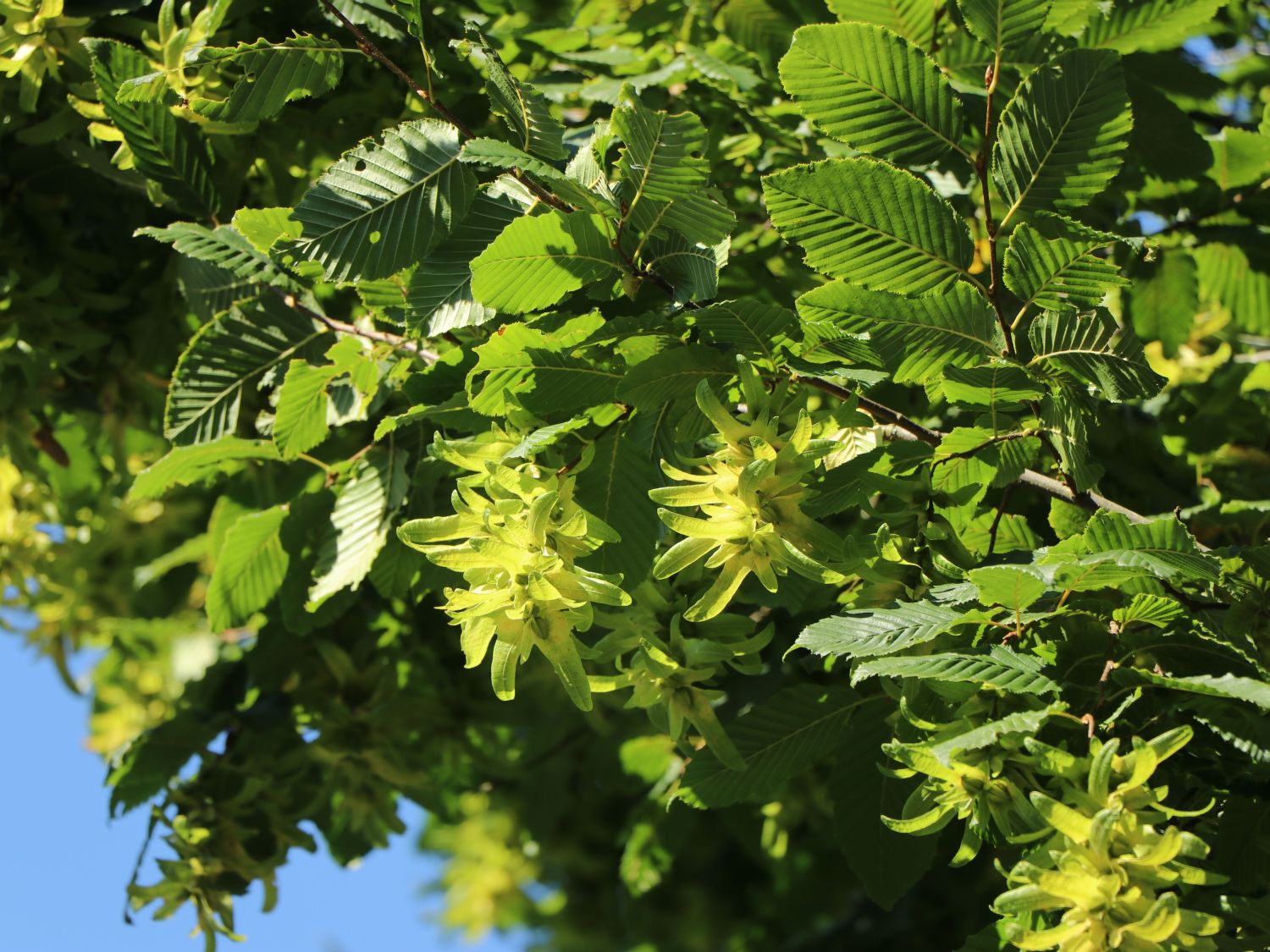 Hainbuche, Weißbuche 2 Meter Hecke FloraSelf Carpinus betulus H 40