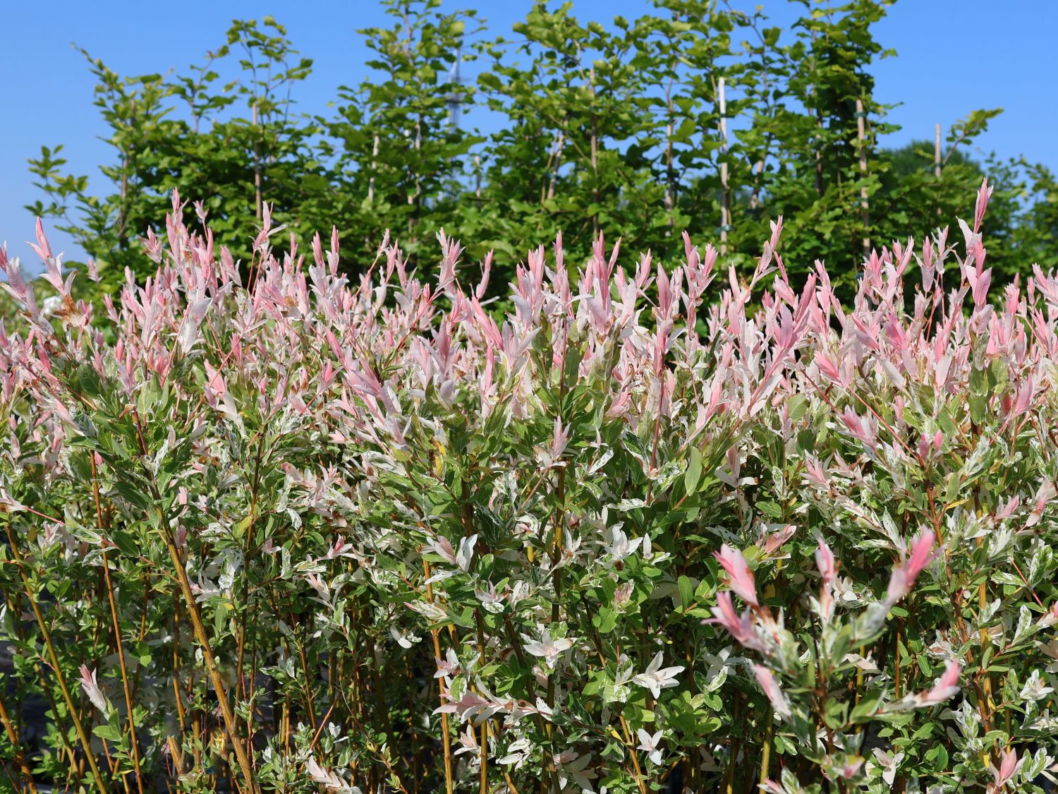 Harlekinweide / Zierweide 'Hakuro Nishiki' - Salix integra 'Hakuro Nishiki'  - Baumschule Horstmann