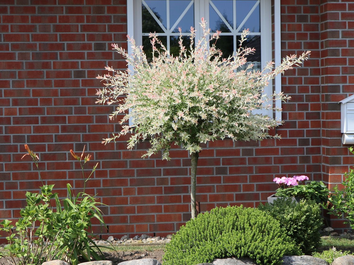 Harlekinweide / Zierweide 'Hakuro Nishiki' - Salix integra 'Hakuro Nishiki'  - Baumschule Horstmann