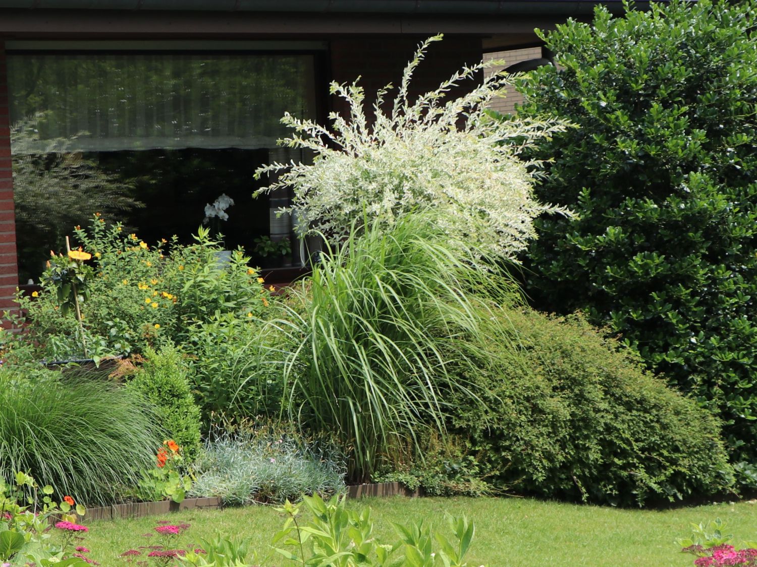 Harlekinweide / Zierweide 'Hakuro Nishiki' - Salix integra 'Hakuro Nishiki'  - Baumschule Horstmann