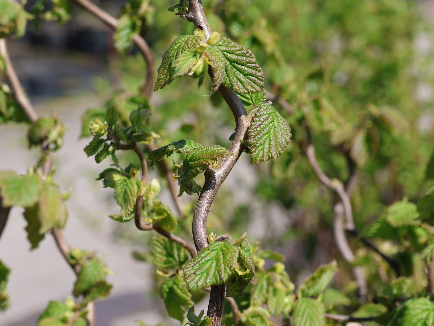 Haselnuss &amp;#39;Medusa&amp;#39; - Corylus avellana &amp;#39;Medusa&amp;#39; - Baumschule Horstmann