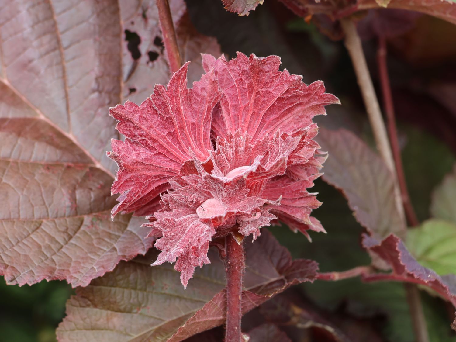 Haselnuss \'Rotblättrige Zellernuss\' - Corylus avellana \'Rotblättrige  Zellernuss\' - Baumschule Horstmann | Obstbäume & Gemüsepflanzen