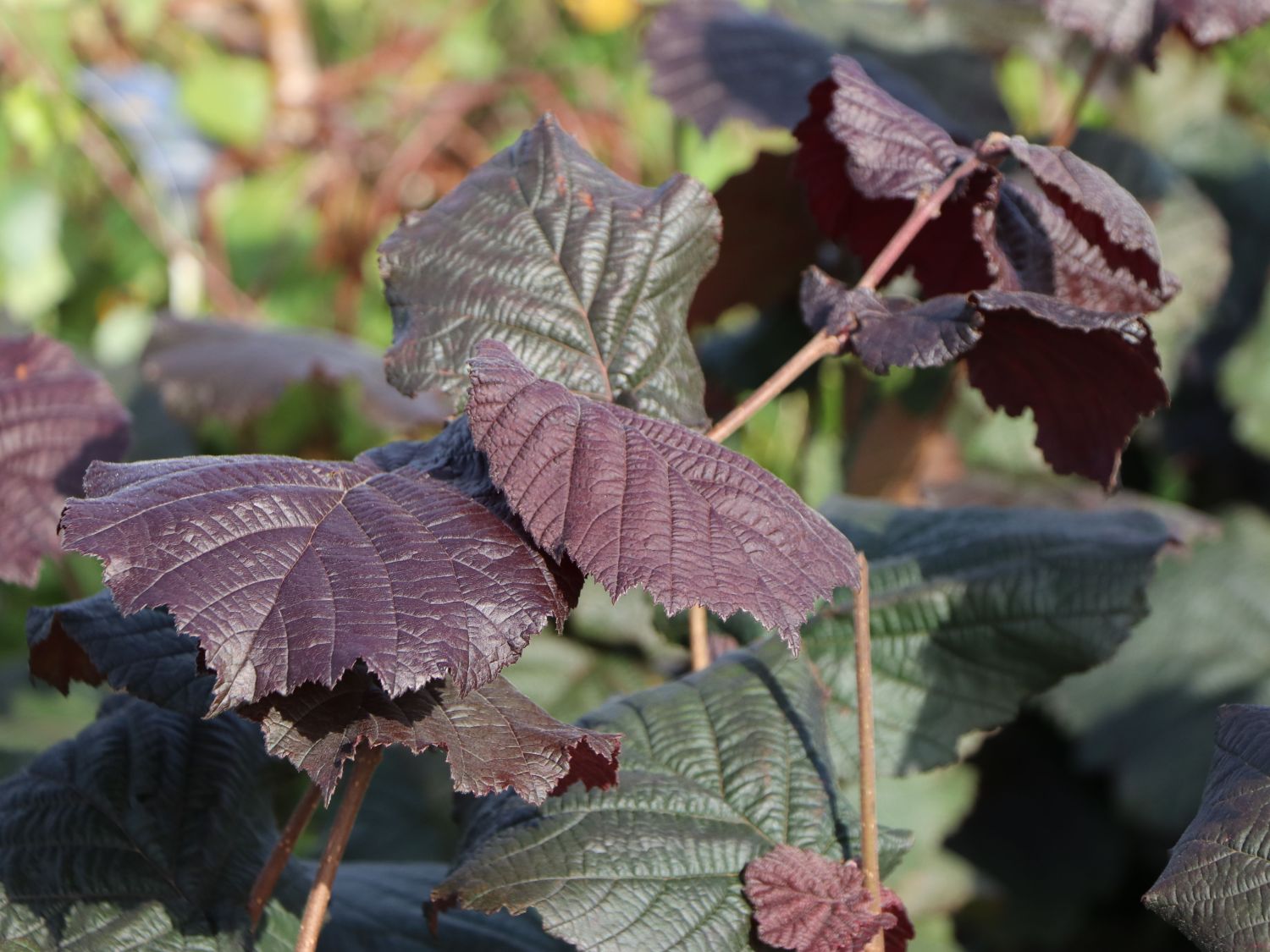 Haselnuss \'Rotblättrige Zellernuss\' - Corylus avellana \'Rotblättrige  Zellernuss\' - Baumschule Horstmann