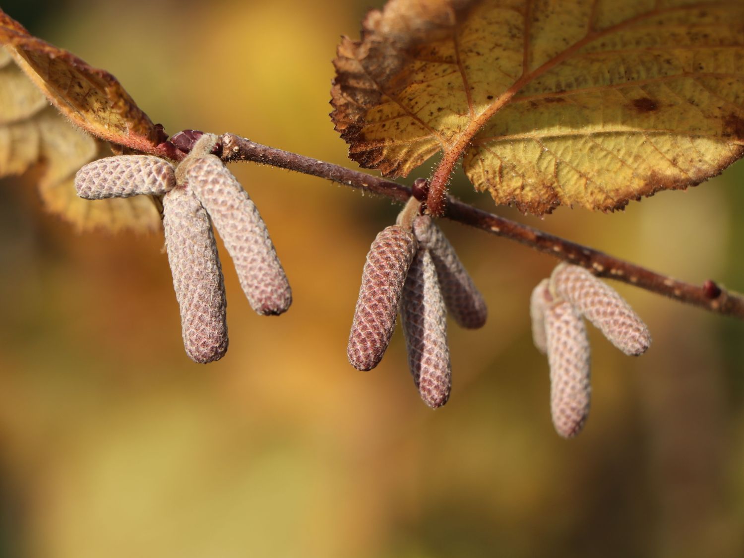 Haselnuss \'Rotblättrige Zellernuss\' - Corylus avellana \'Rotblättrige  Zellernuss\' - Baumschule Horstmann