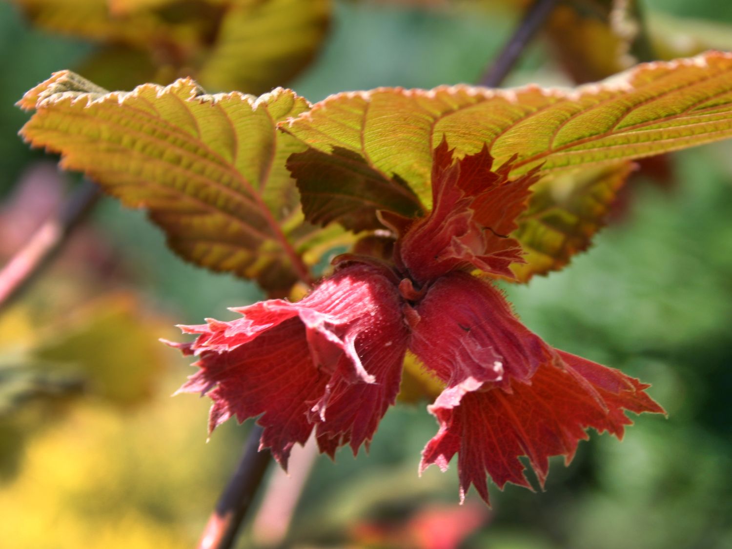 Haselnuss 'Rotblättrige Zellernuss' - Corylus avellana 'Rotblättrige  Zellernuss' - Baumschule Horstmann