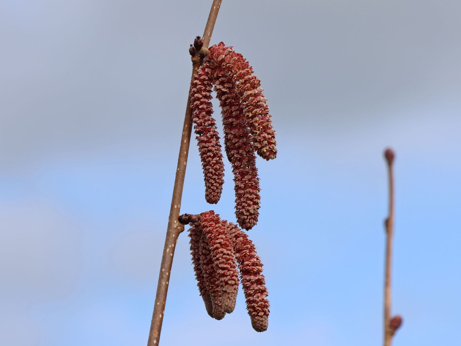 Haselnuss 'Rotblättrige Zellernuss' - Corylus avellana 'Rotblättrige  Zellernuss' - Baumschule Horstmann