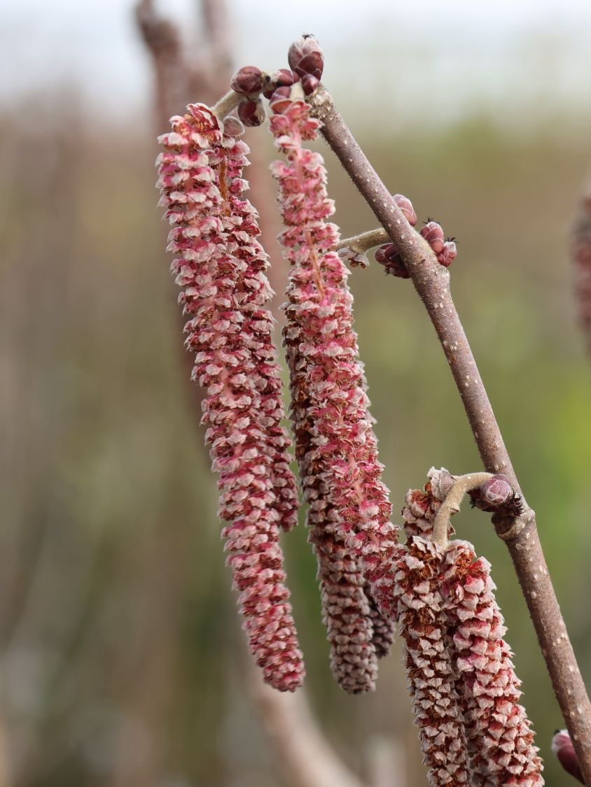 Haselnuss 'Rotblättrige Zellernuss' - Corylus avellana 'Rotblättrige  Zellernuss' - Baumschule Horstmann