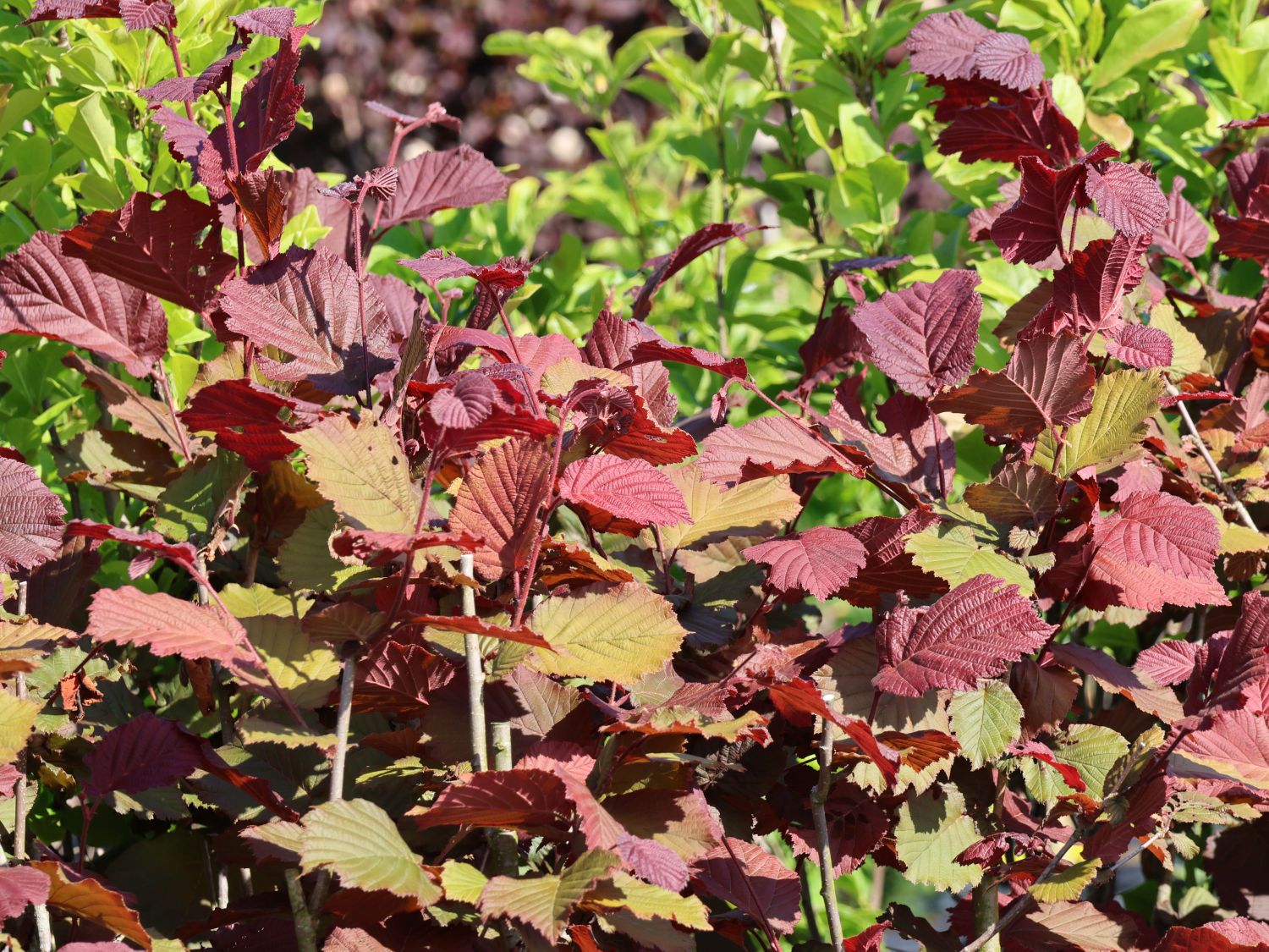 Haselnuss 'Rotblättrige Zellernuss' - Corylus avellana 'Rotblättrige  Zellernuss' - Baumschule Horstmann