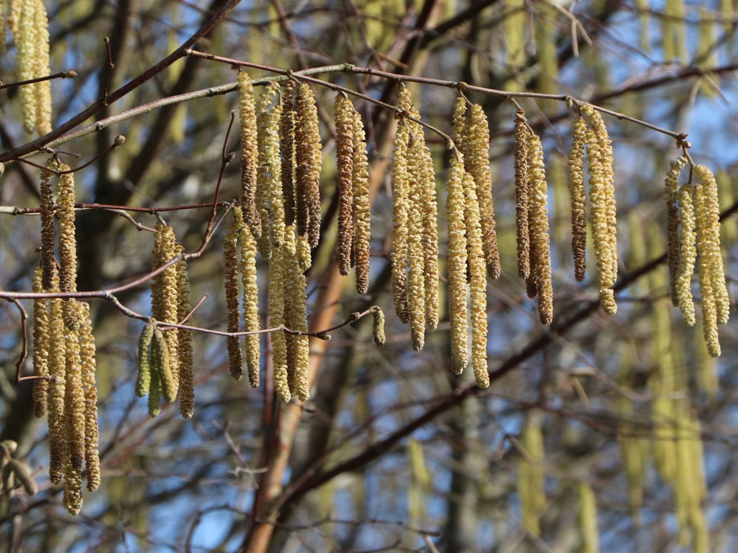 Haselnuss / Waldhasel - Corylus avellana - Baumschule Horstmann