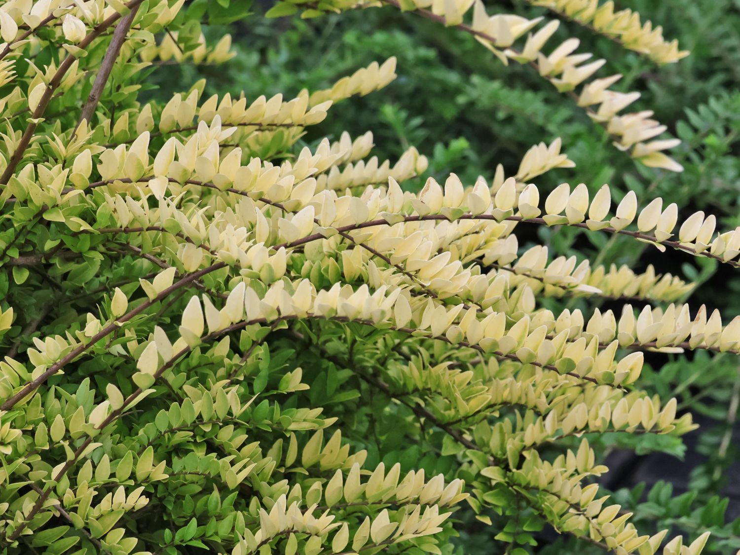 palm plant food The Landscaper Store  Sunniland Palm Fertilizer 6-1-8