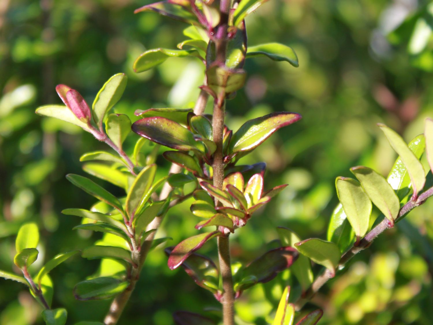 Heckenmyrte 'Red Tip' - Lonicera nitida 'Red Tip' - Baumschule Horstmann