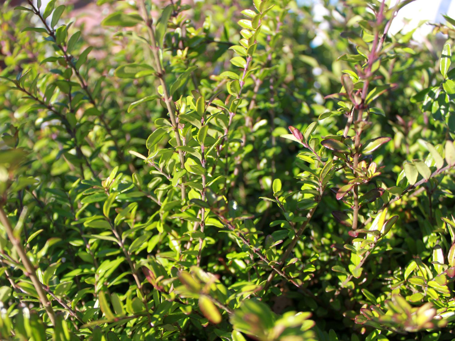 Heckenmyrte 'Red Tip' - Lonicera nitida 'Red Tip' - Baumschule Horstmann