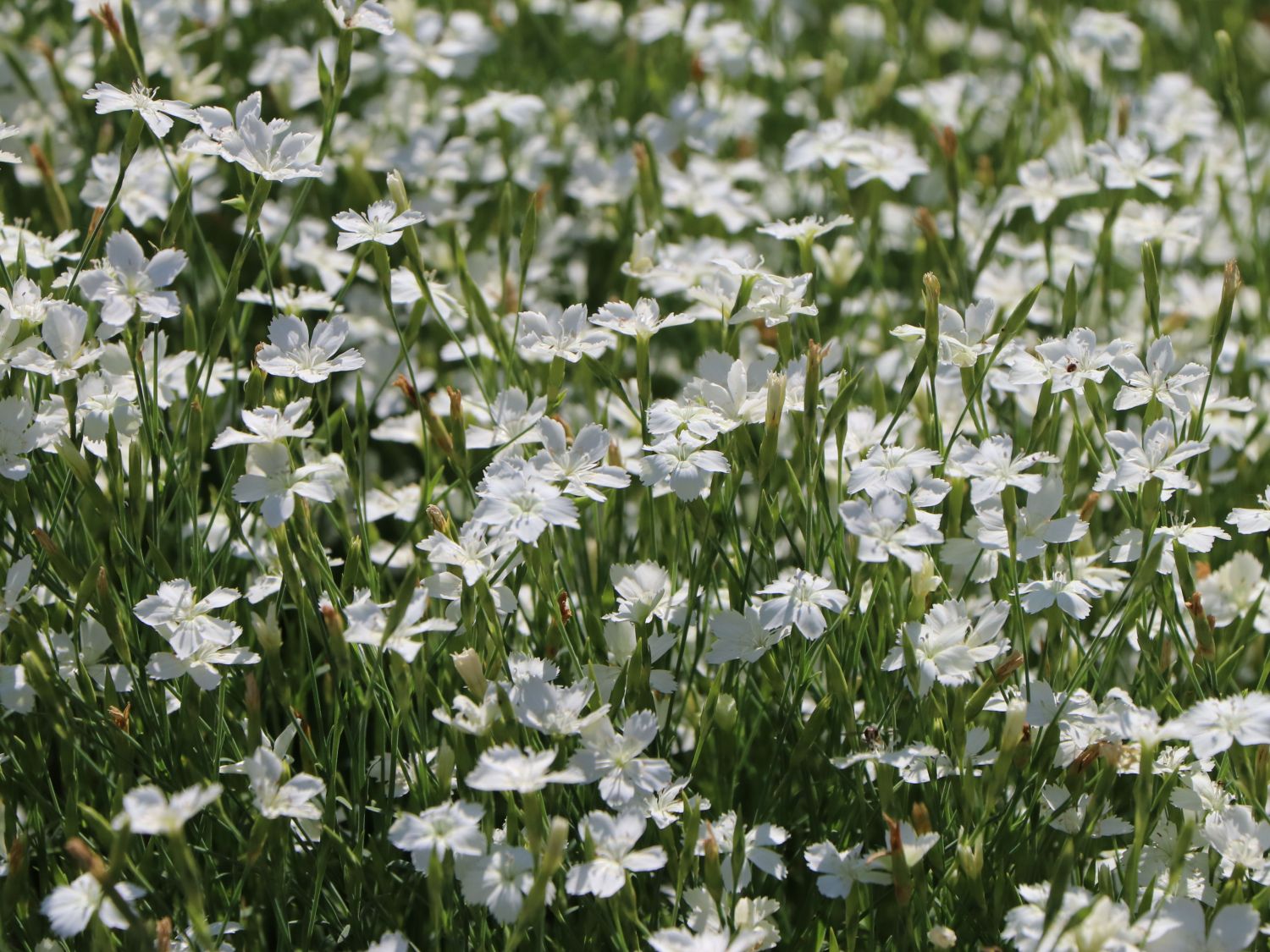 Dianthus Deltoides 12 Stück White Bodendecker Heide-Nelke winterhart T9x9 