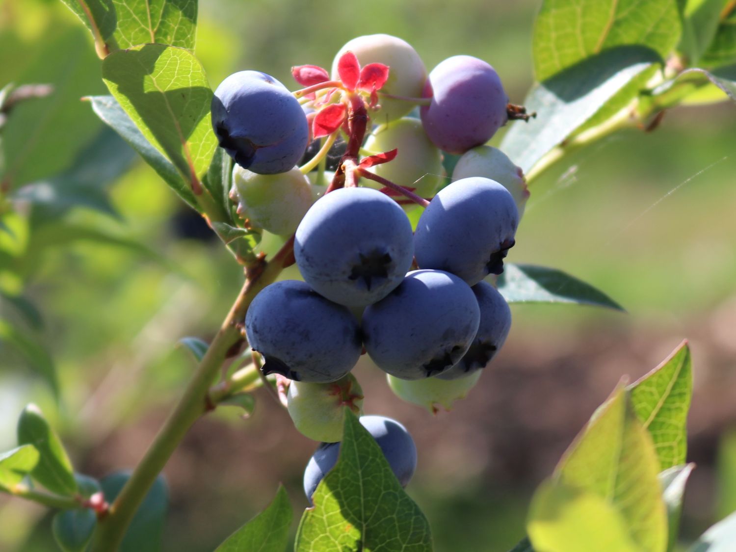 Heidelbeere &amp;#39;Bluecrop&amp;#39; - Vaccinium corymbosum &amp;#39;Bluecrop&amp;#39; - Baumschule ...