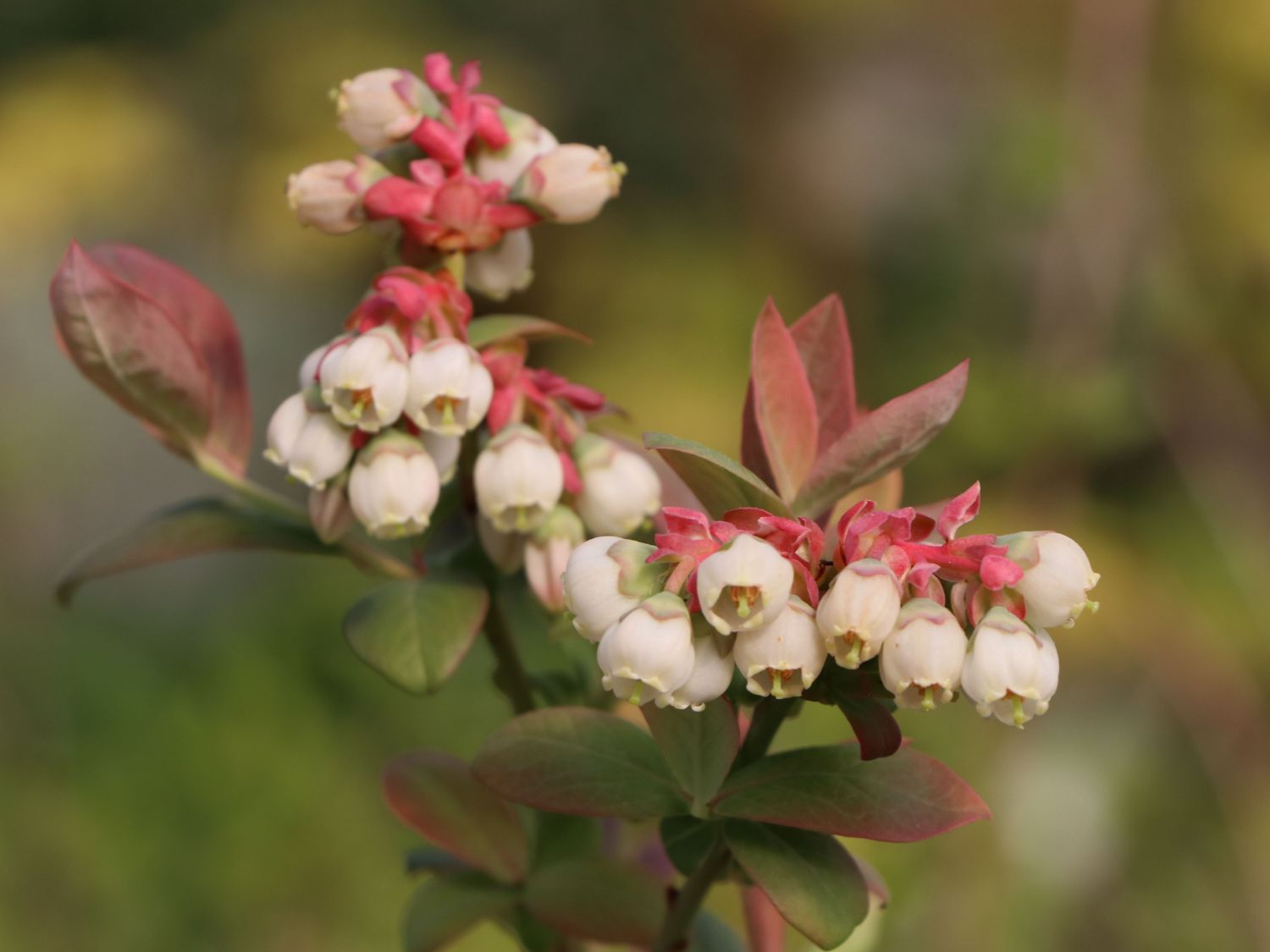 18+ Peach Sorbet Blueberry Plant