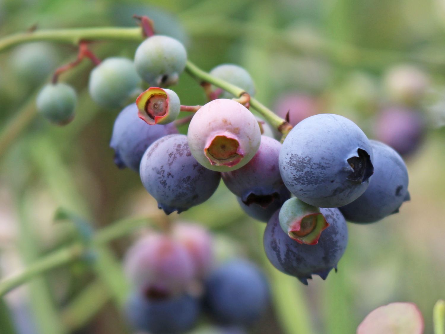 Heidelbeere 'Goldtraube' - Vaccinium corymbosum 'Goldtraube' - Baumschule  Horstmann