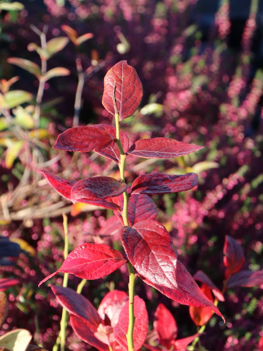 Heidelbeere 'Goldtraube' - Vaccinium corymbosum 'Goldtraube' - Baumschule  Horstmann