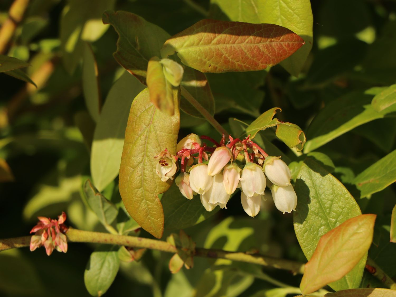 Heidelbeere 'Goldtraube' - Vaccinium corymbosum 'Goldtraube' - Baumschule  Horstmann