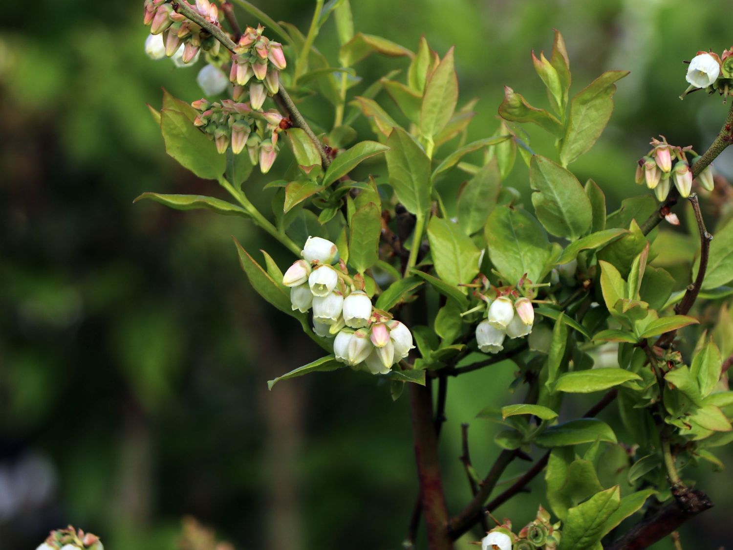 Heidelbeere \'Goldtraube\' - Vaccinium corymbosum \'Goldtraube\' - Baumschule  Horstmann