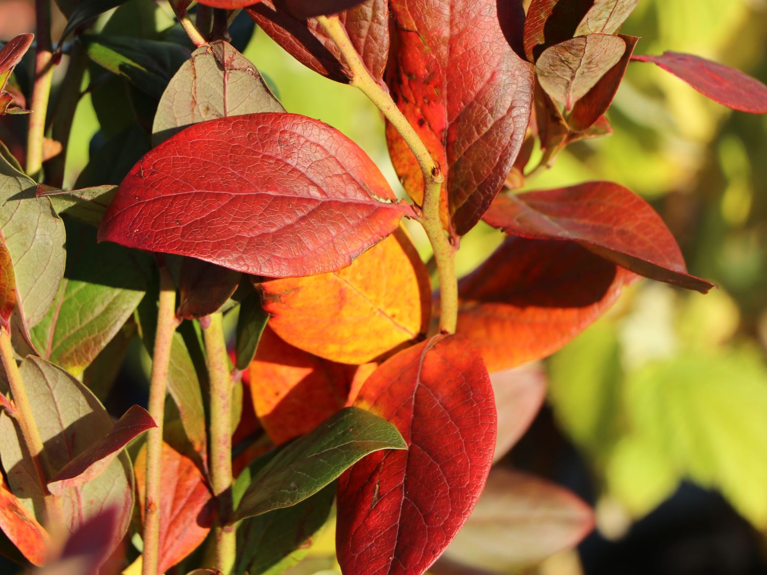 Heidelbeere 'Goldtraube' - Vaccinium corymbosum 'Goldtraube' - Baumschule  Horstmann