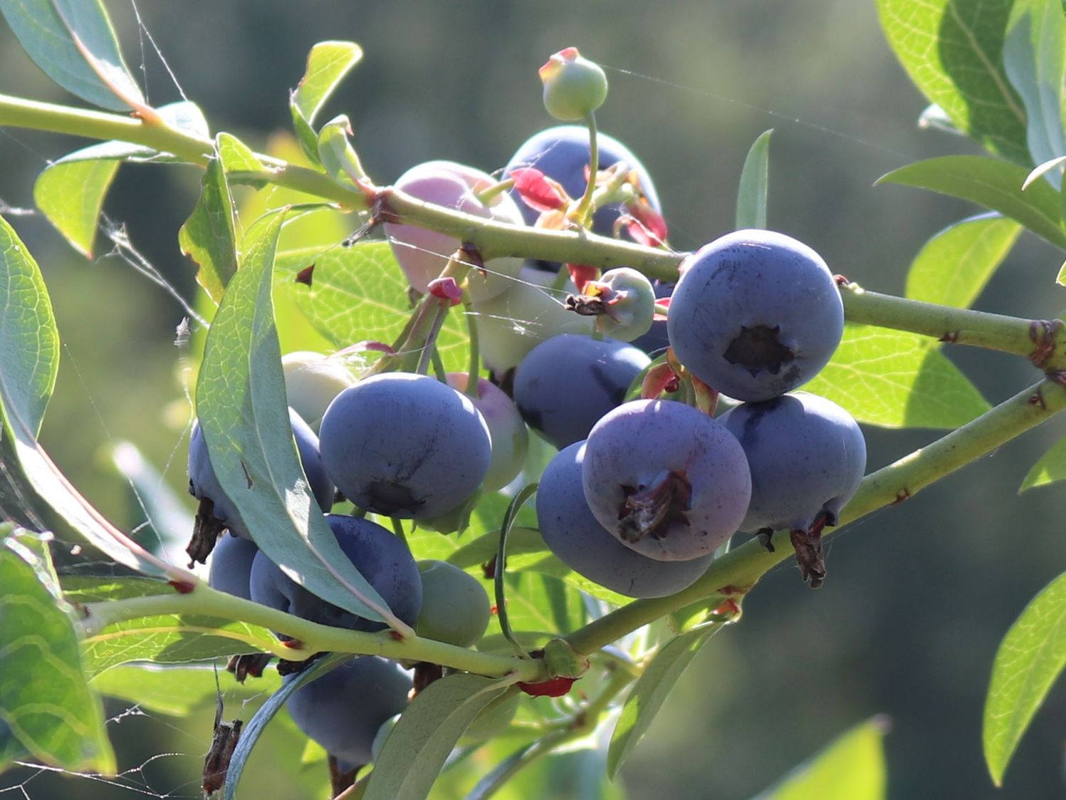 Heidelbeere &amp;#39;Patriot&amp;#39; - Vaccinium corymbosum &amp;#39;Patriot&amp;#39; - Baumschule ...