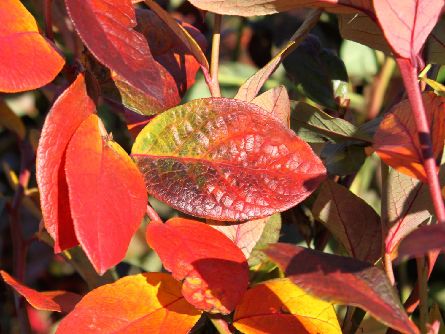 Heidelbeere 'Patriot' - Vaccinium corymbosum 'Patriot' - Baumschule  Horstmann