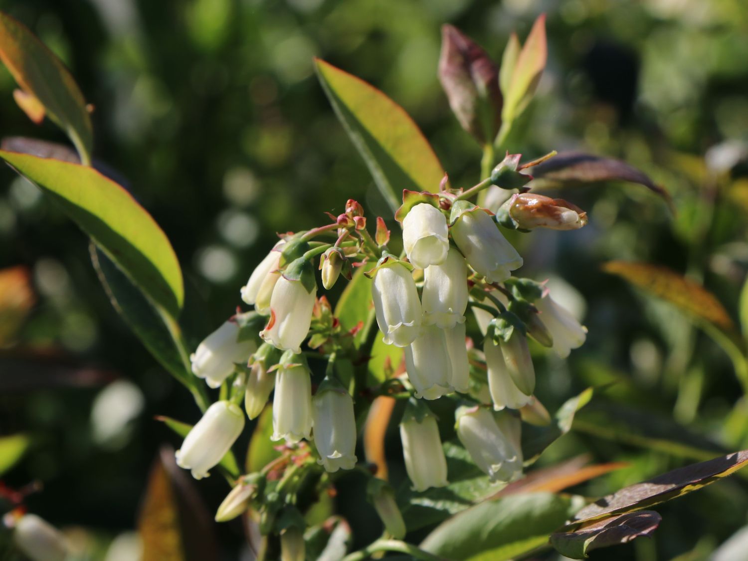 Heidelbeere 'Patriot' - Vaccinium corymbosum 'Patriot' - Baumschule  Horstmann