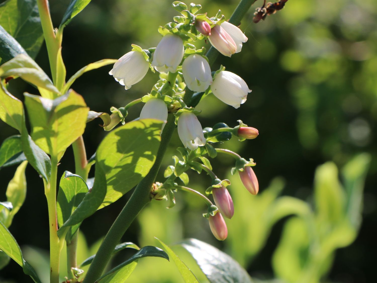 Heidelbeere 'Patriot' - Vaccinium corymbosum 'Patriot' - Baumschule  Horstmann