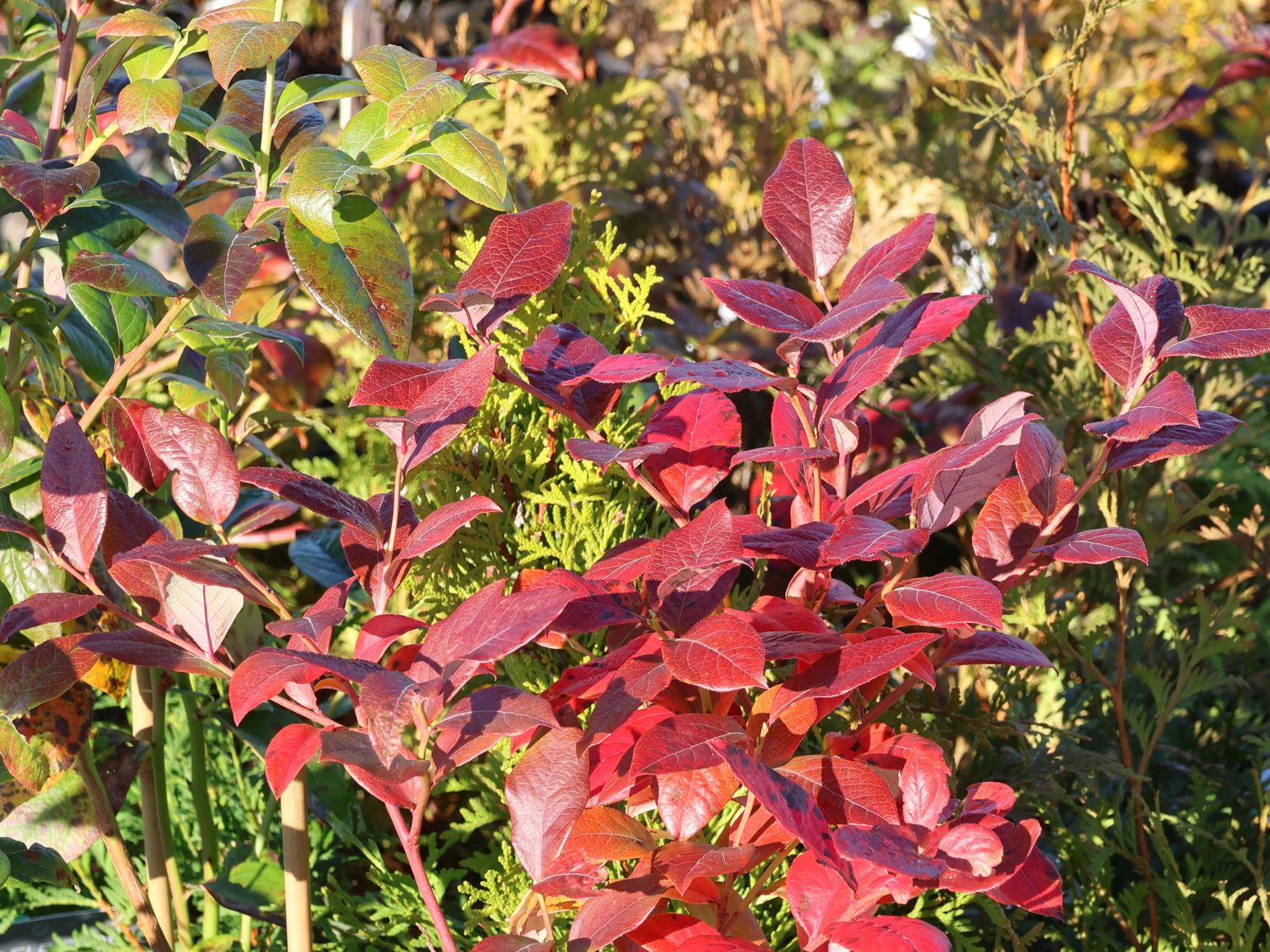 Heidelbeere 'Patriot' - Vaccinium corymbosum 'Patriot' - Baumschule  Horstmann