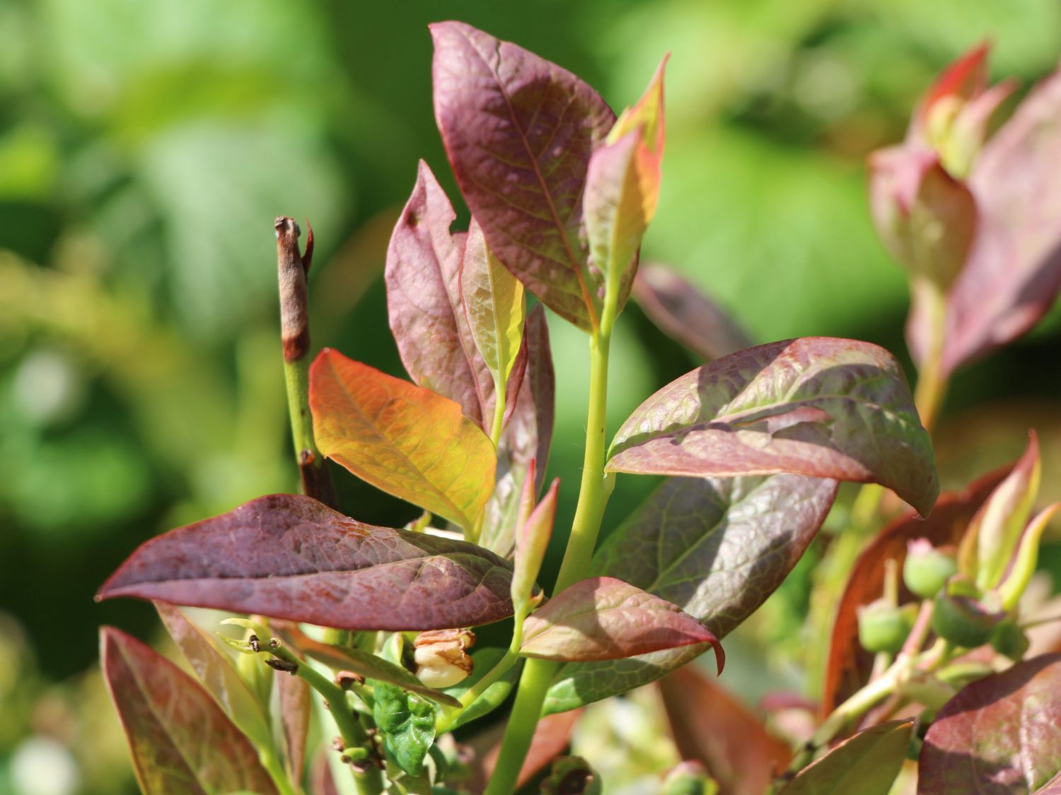 Heidelbeere Spartan - Vaccinium corymbosum Spartan - Baumschule  Horstmann